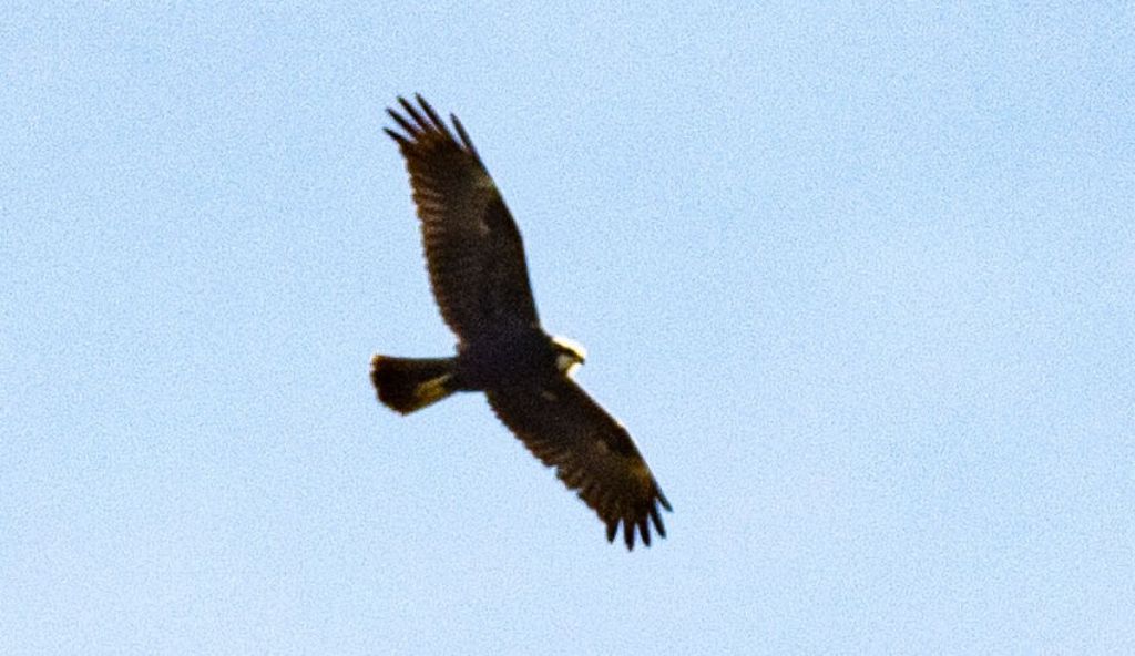 Potrebbe essere un falco pescatore?